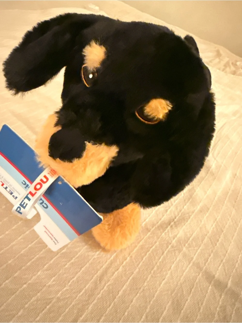 Plush Dachshund Dog Toy - Black and Tan - Soft Squeaky Comfort